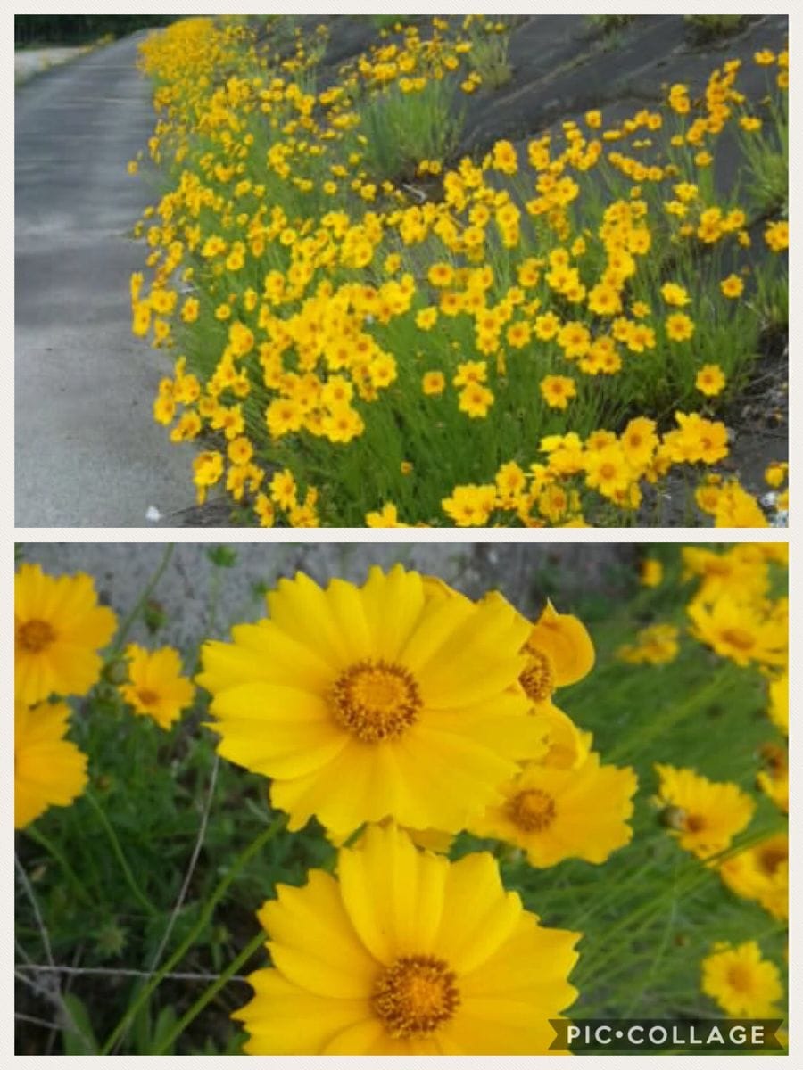 紫陽花が少し開花