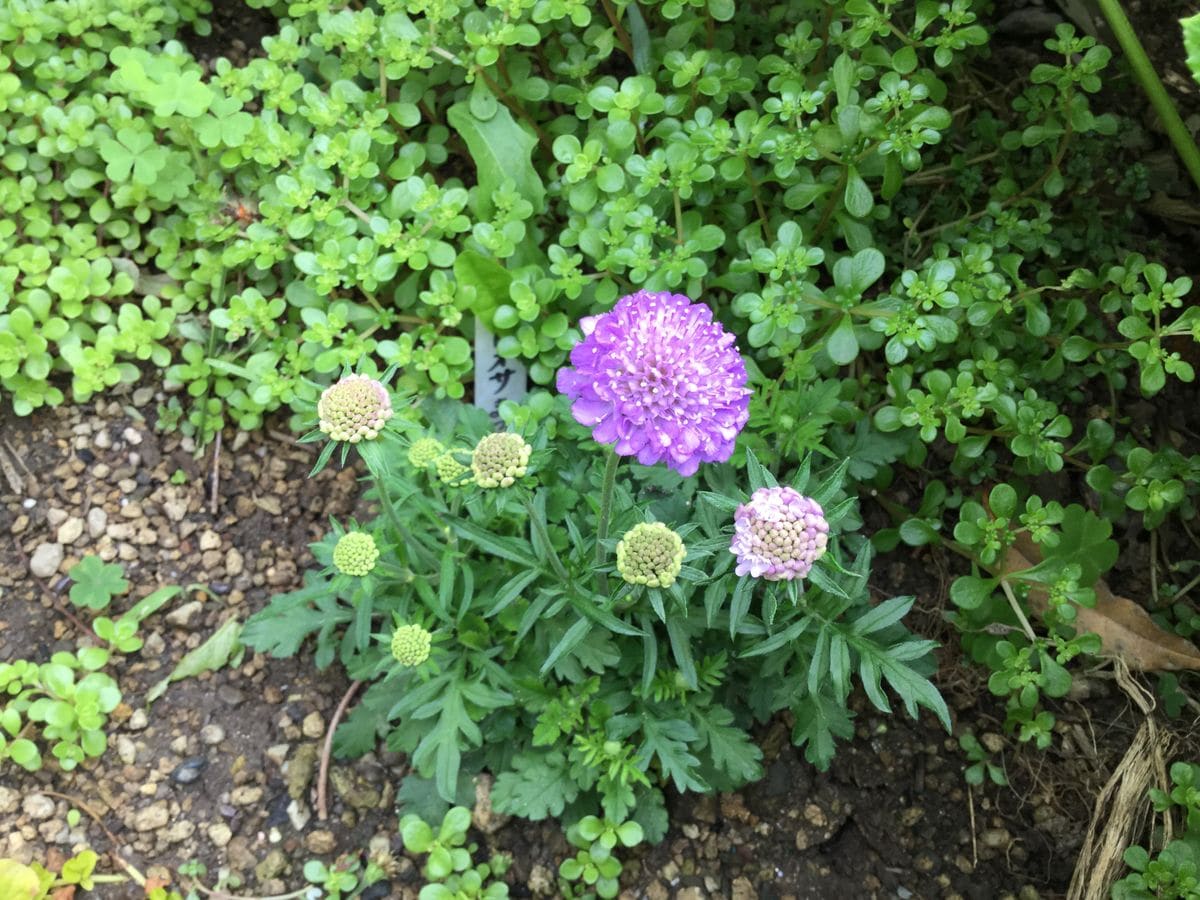 紫陽花が少し開花