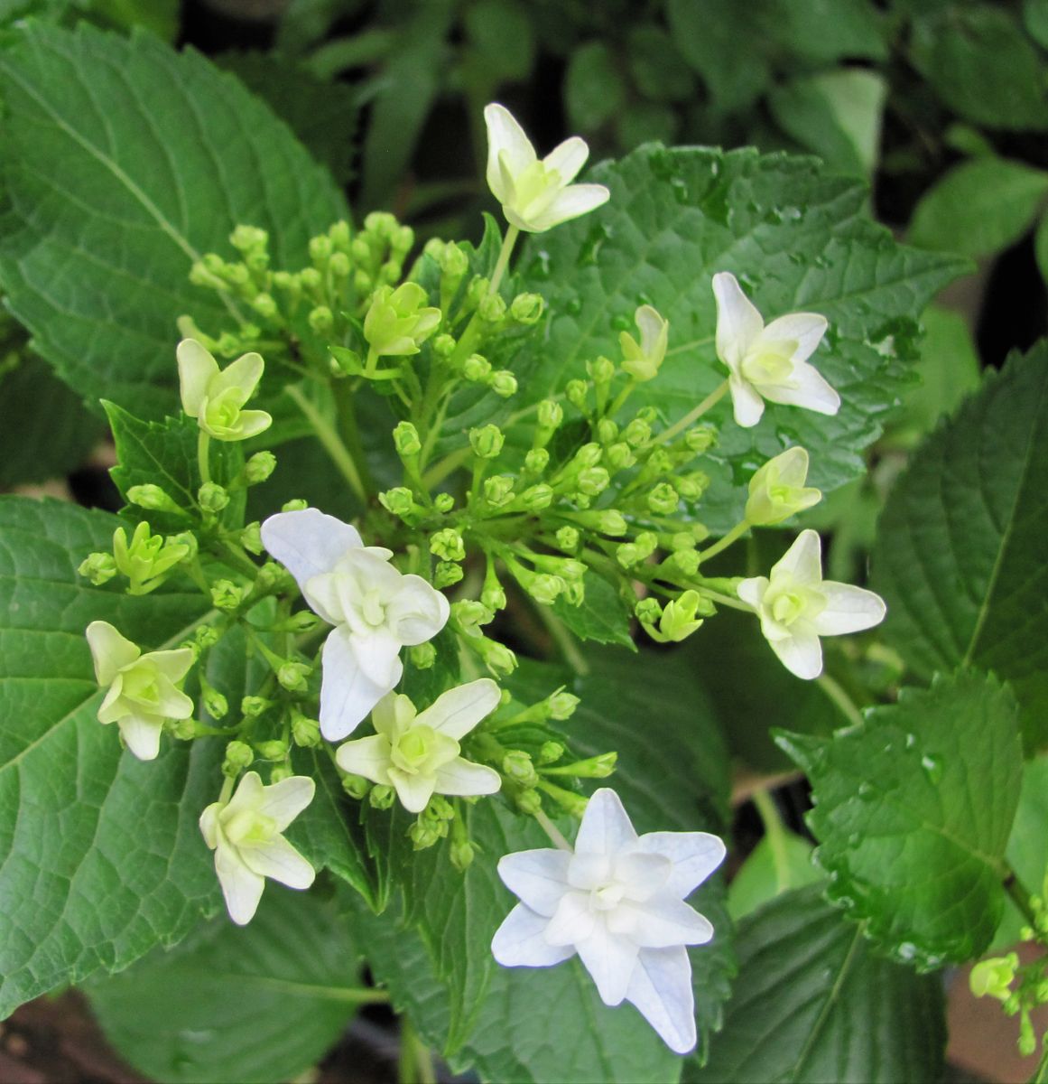 紫陽花の咲きはじめ