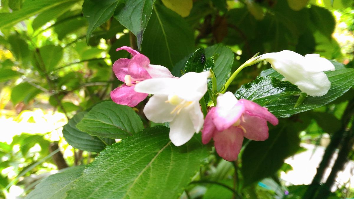 実家の花