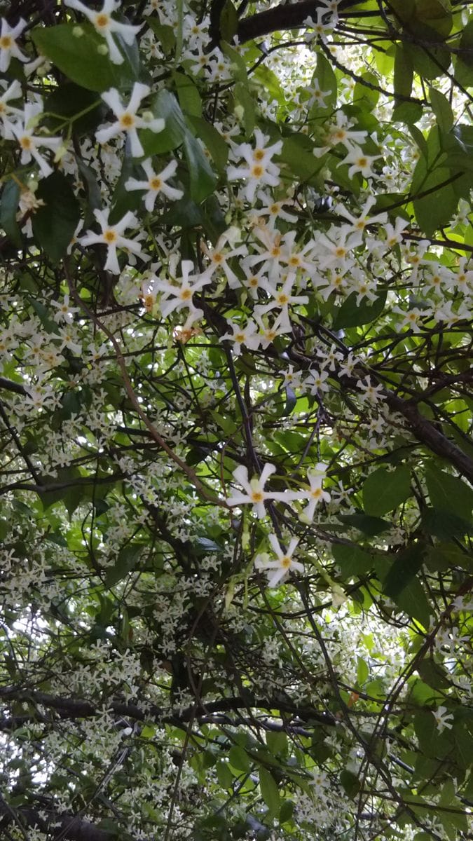 朝の散歩で、こんな綺麗な花がありました