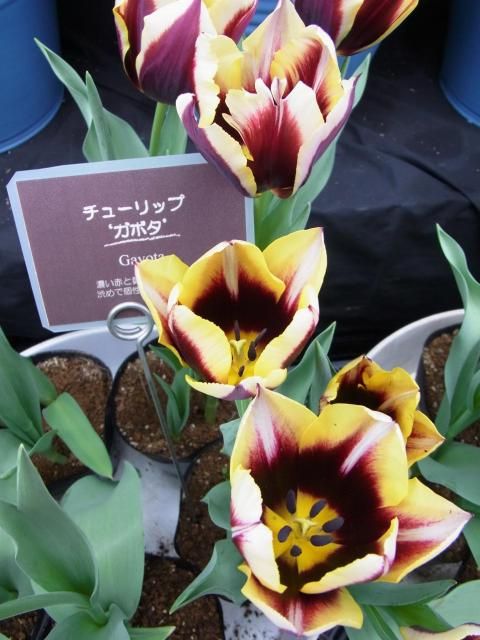 チューリップ展「新潟県立植物園」