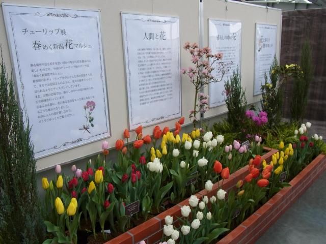 チューリップ展「新潟県立植物園」