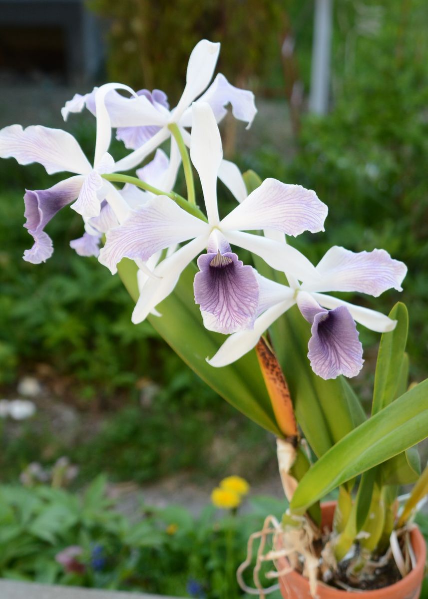 パープラタ初花