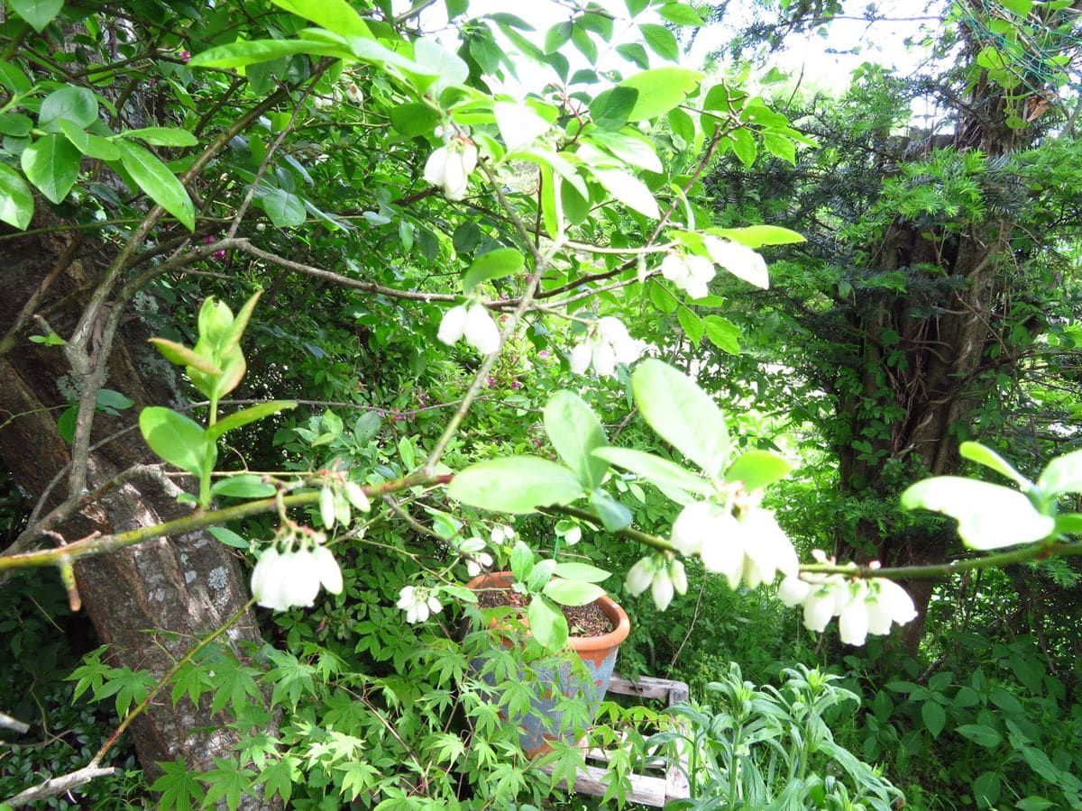 今日の花　(18.5.21)