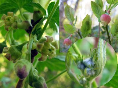 初夏の田舎を歩く