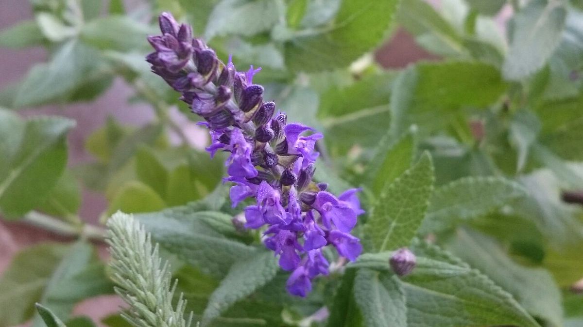 好きな花