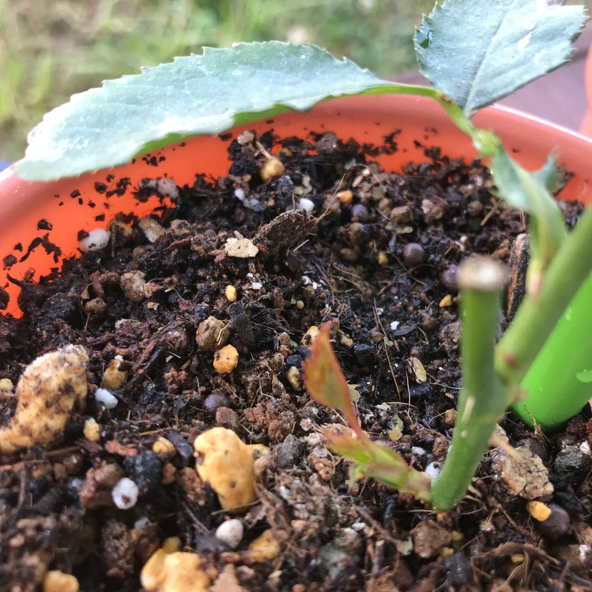 ダリア、ガザニア、 ミニ薔薇