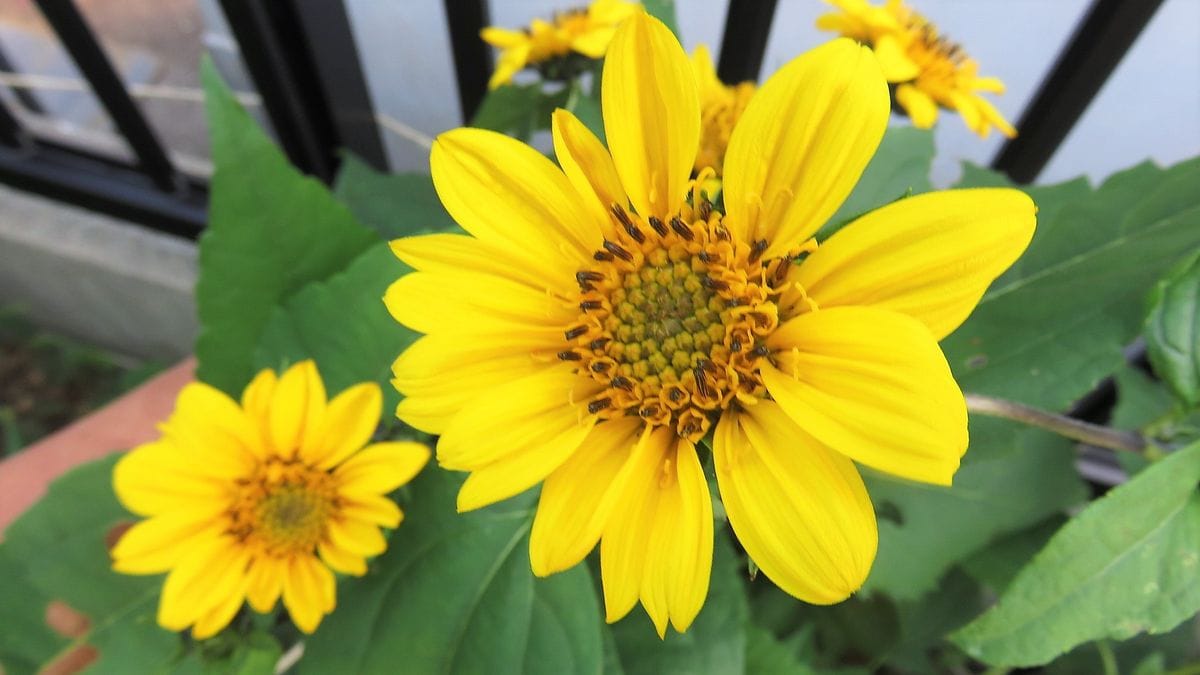 芍薬の後ろには宿根ヒマワリ🌻