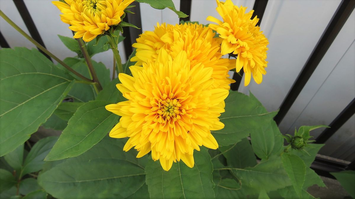 芍薬の後ろには宿根ヒマワリ🌻