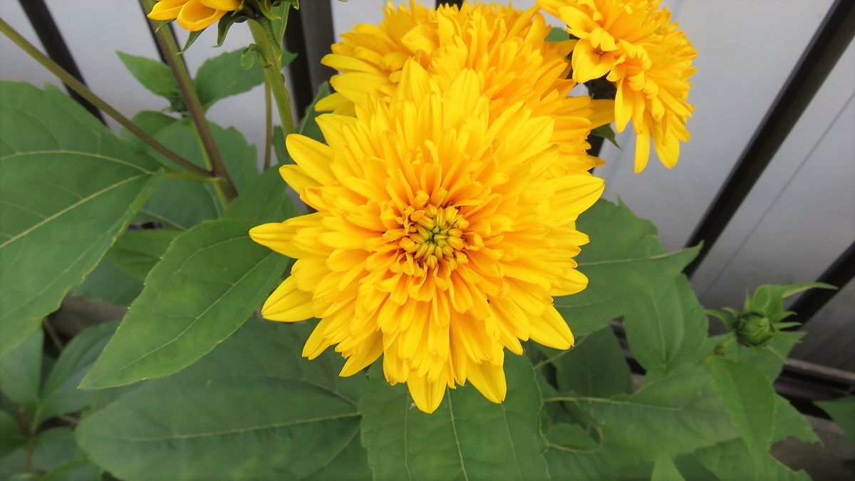 芍薬の後ろには宿根ヒマワリ🌻