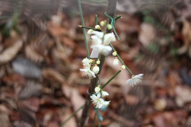 青梅と植物の病気