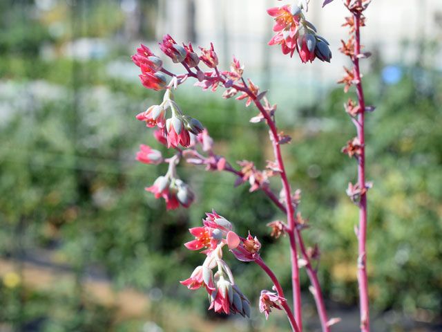 多肉の花　パキフィツム