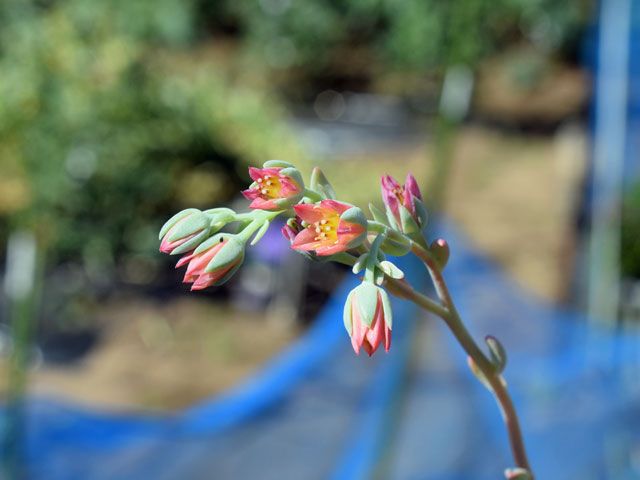 多肉の花　パキフィツム