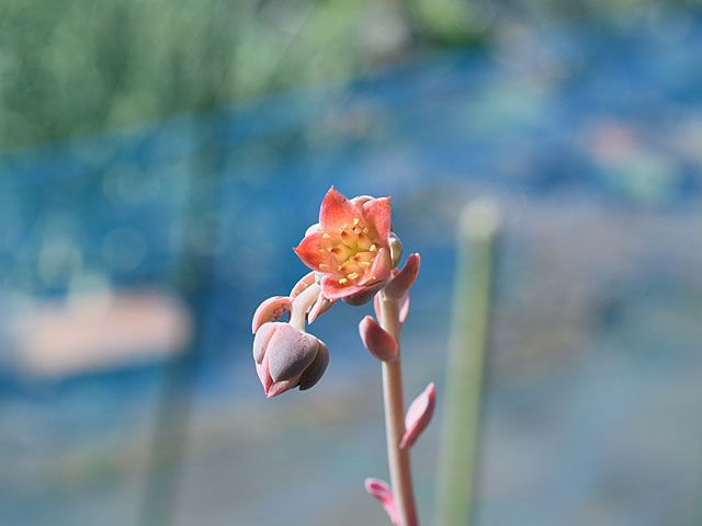 多肉の花　パキフィツム