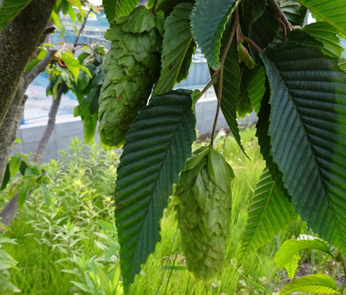 またまた怒涛のパスワード　後編