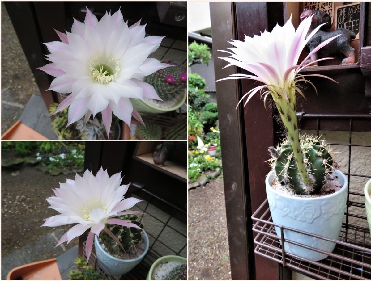 🌵サボテンの花が咲いた🙌🙌🙌