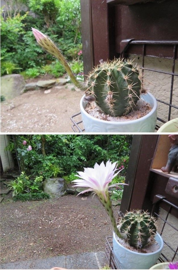 🌵サボテンの花が咲いた🙌🙌🙌