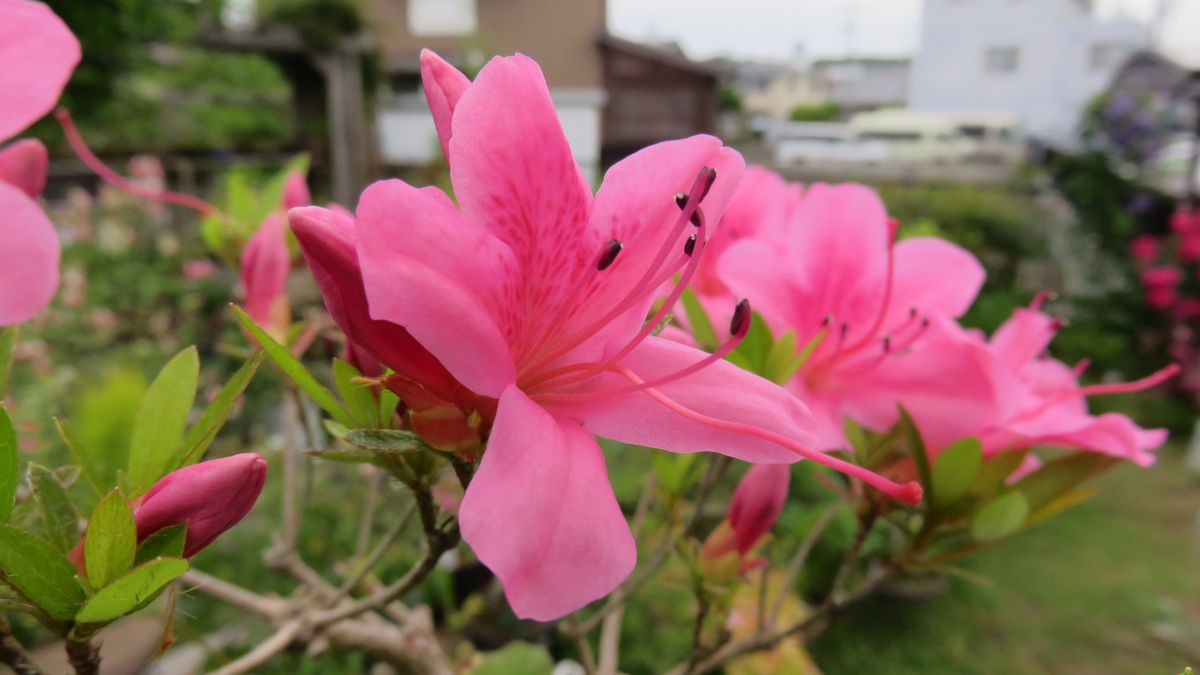 蕊がきれいなピンクのツツジ