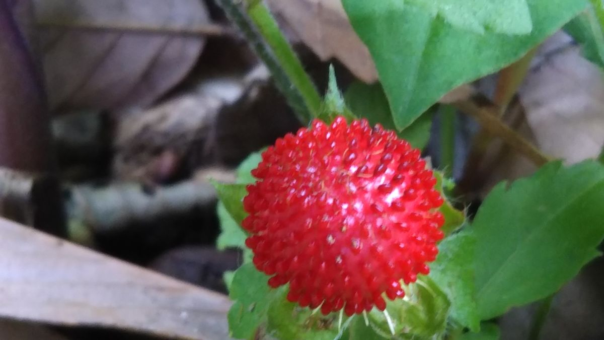 山の道の花いろいろ💮