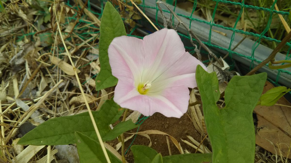 山の道の花いろいろ💮