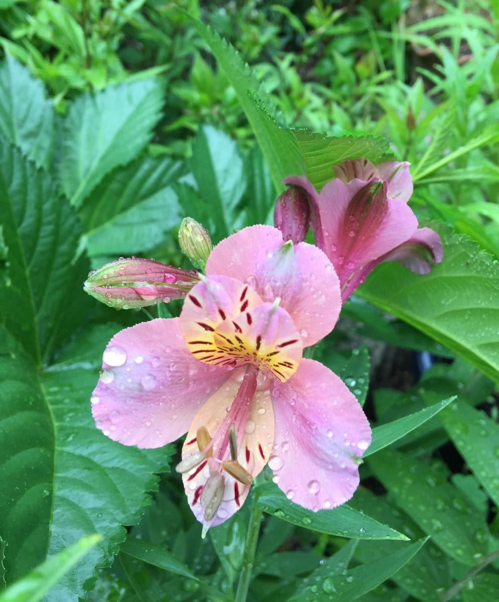 今日の花