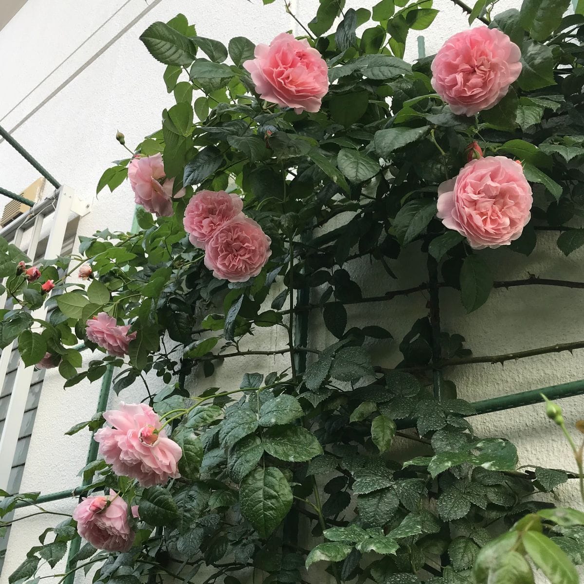 昨日のバラ🌹