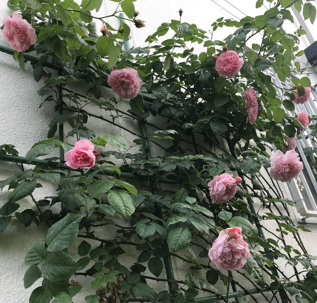 昨日のバラ🌹