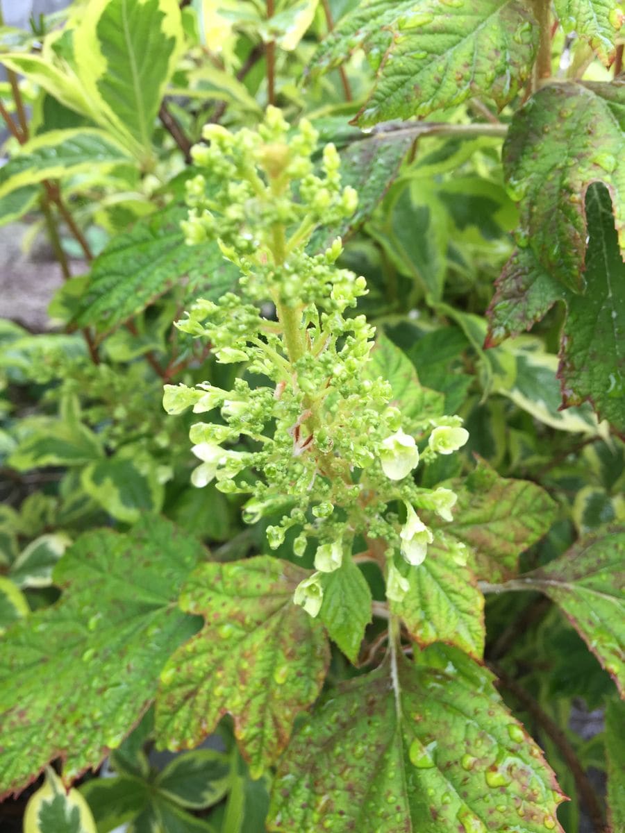 今日の花   ３