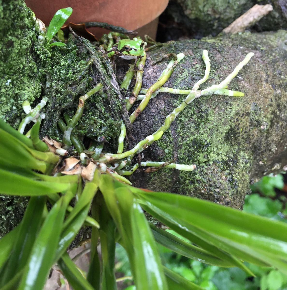 今日の花   ３