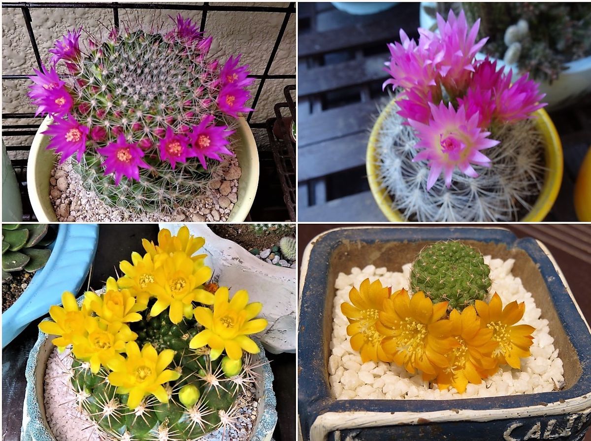 🌵これまで花咲いたサボテン達🌵