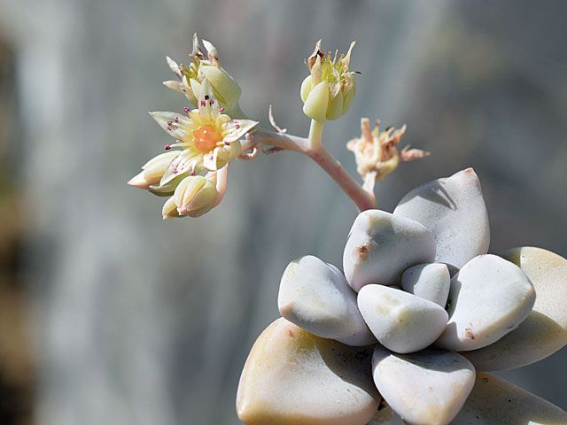 多肉の花　グラプトペタラム