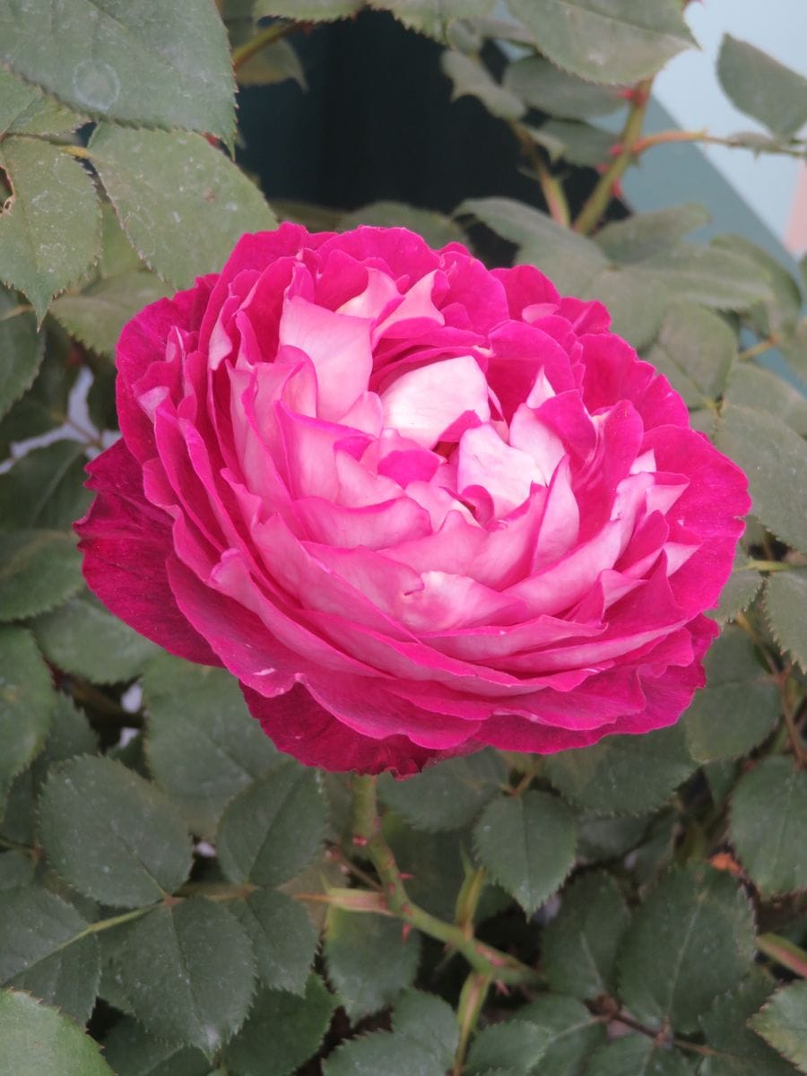 気になった新品種の薔薇✨