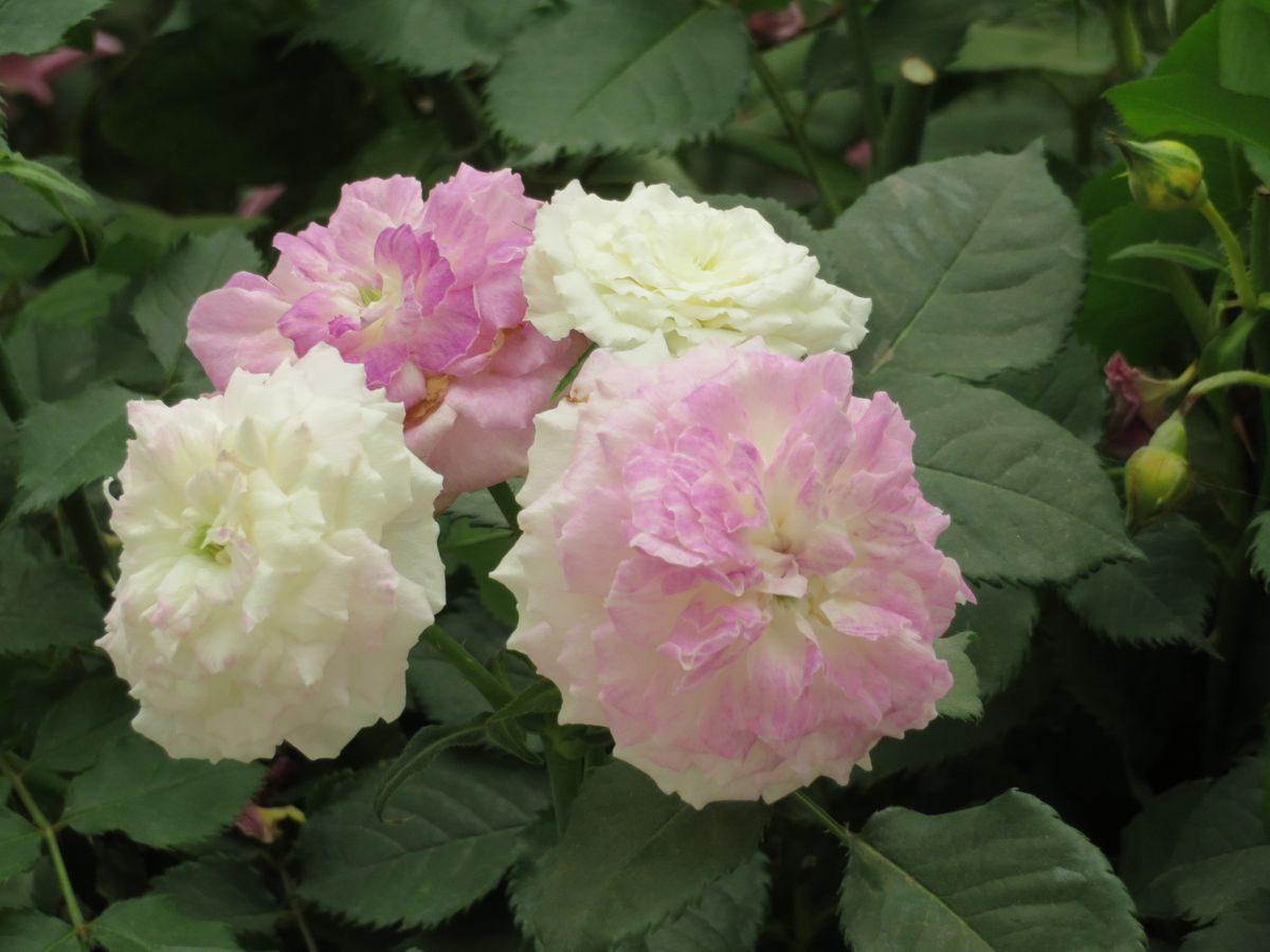 気になった新品種の薔薇✨