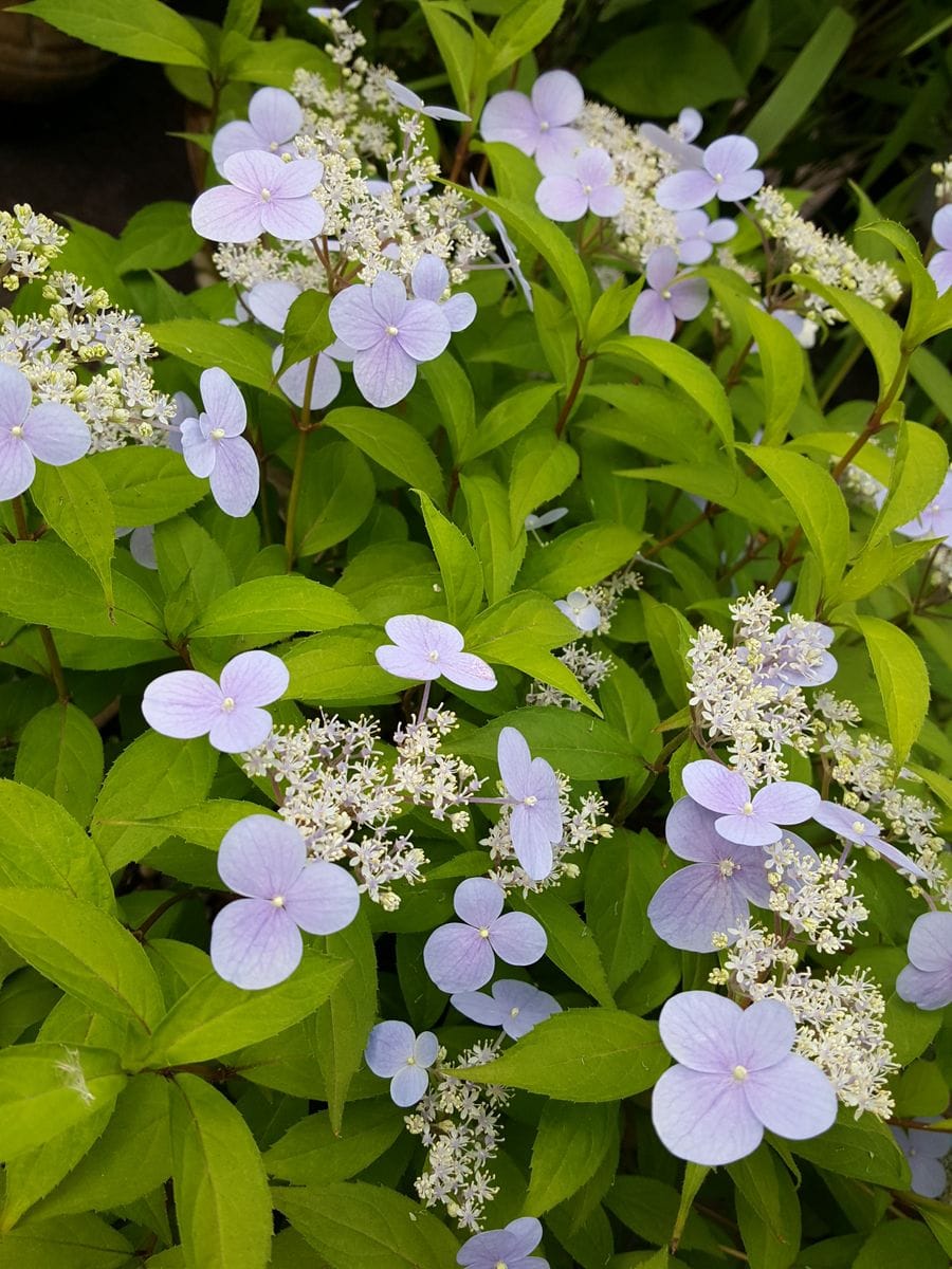 ふくおかルーバルガーデン2～夏🌻の庭便り、ブルーの花💠