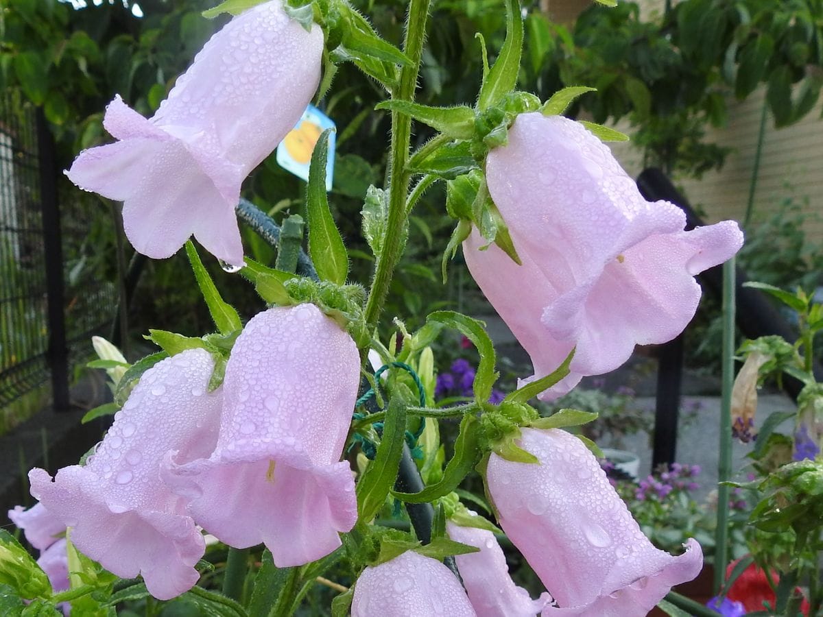 　２４日　昨日雨、今朝から霧後快晴です。ジキタリス。