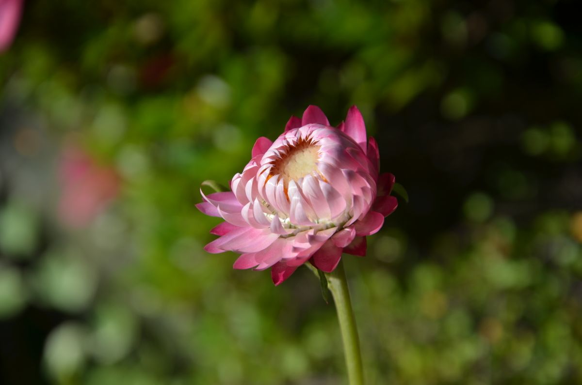 帝王貝細工、ヘリクリサム、ムギワラギク（麦藁【わら】菊）