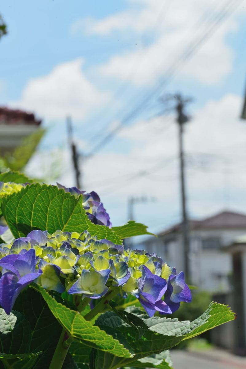 雨あがる