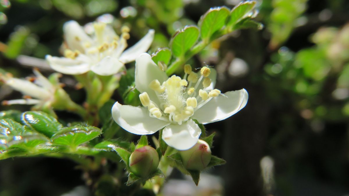 磯山椒の寄せ植え