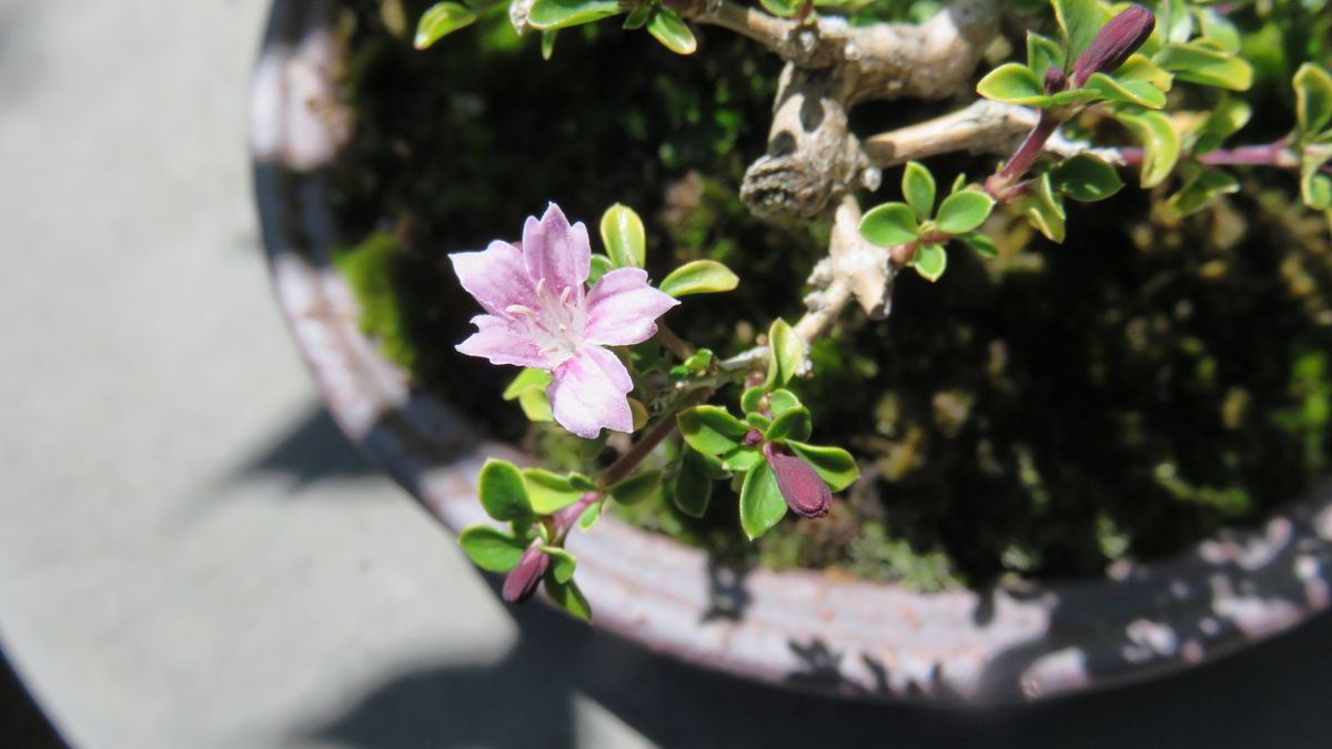 磯山椒の寄せ植え