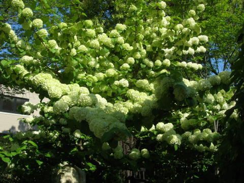 ホワイトガーデンの見頃の花