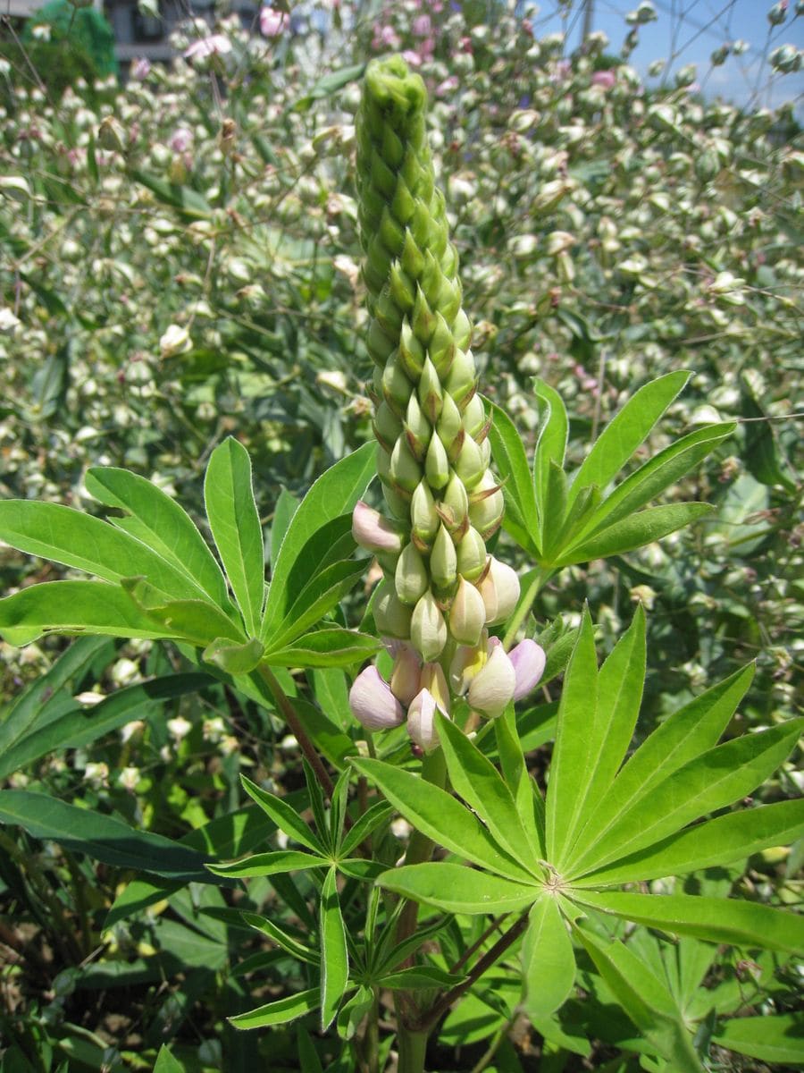 今年注目の花はルピナス