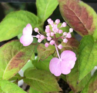 挿し木の小苗、初開花