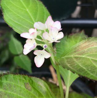 挿し木の小苗、初開花