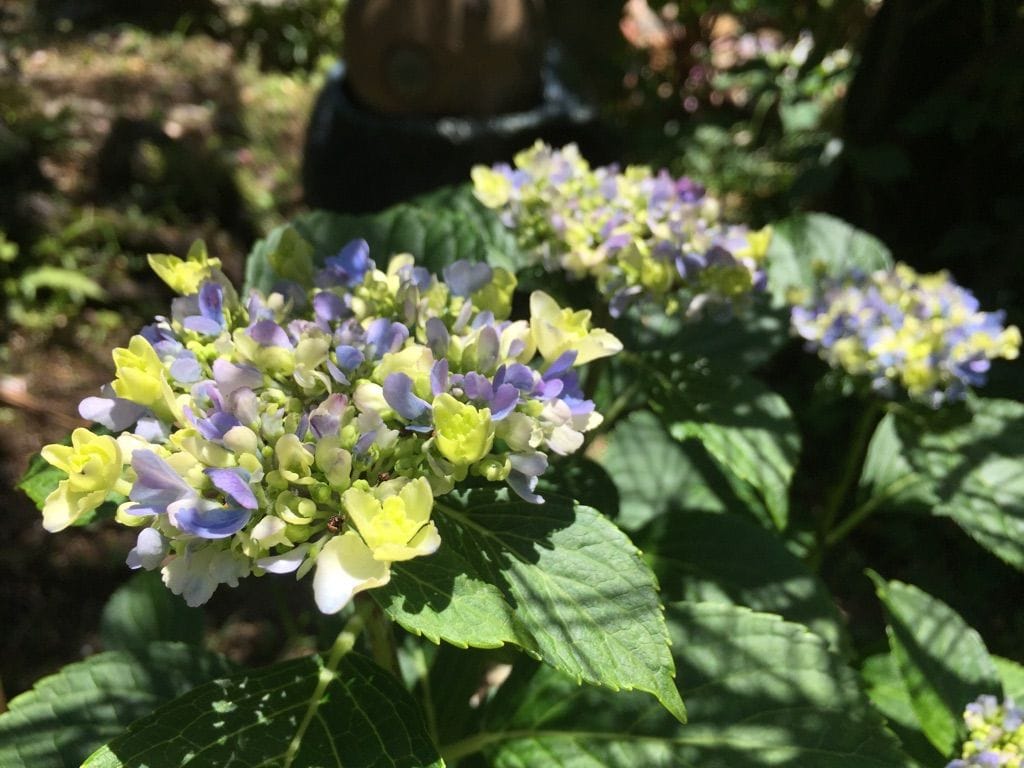 涼しげな紫陽花たち♦♫♦･*:..｡♦♫♦*ﾟ¨ﾟﾟ･*:..｡♦