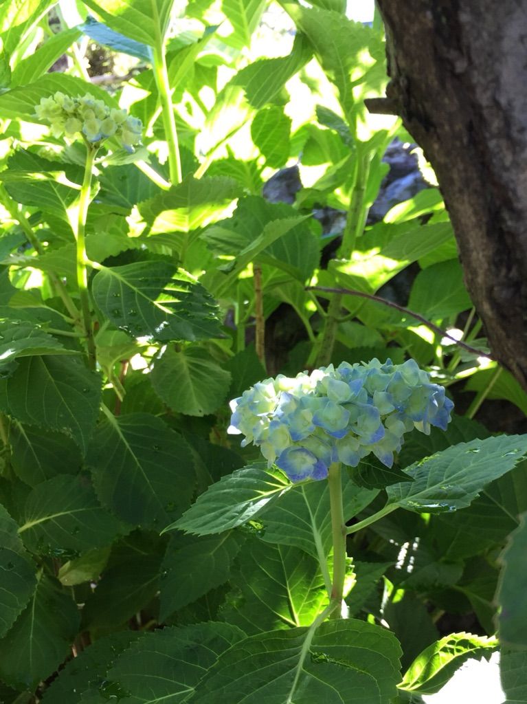 涼しげな紫陽花たち♦♫♦･*:..｡♦♫♦*ﾟ¨ﾟﾟ･*:..｡♦