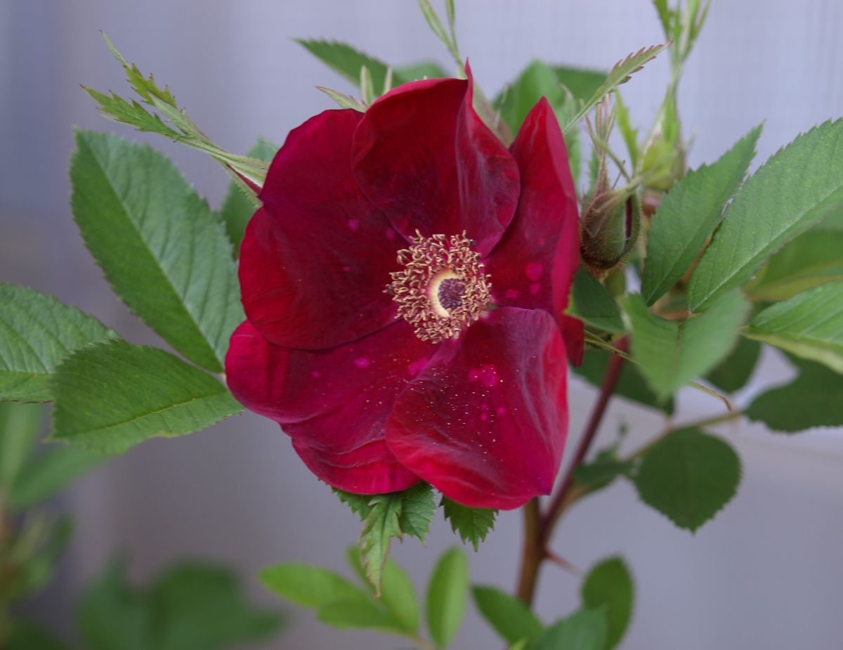 ベイシーズ・パープル・ローズの開花