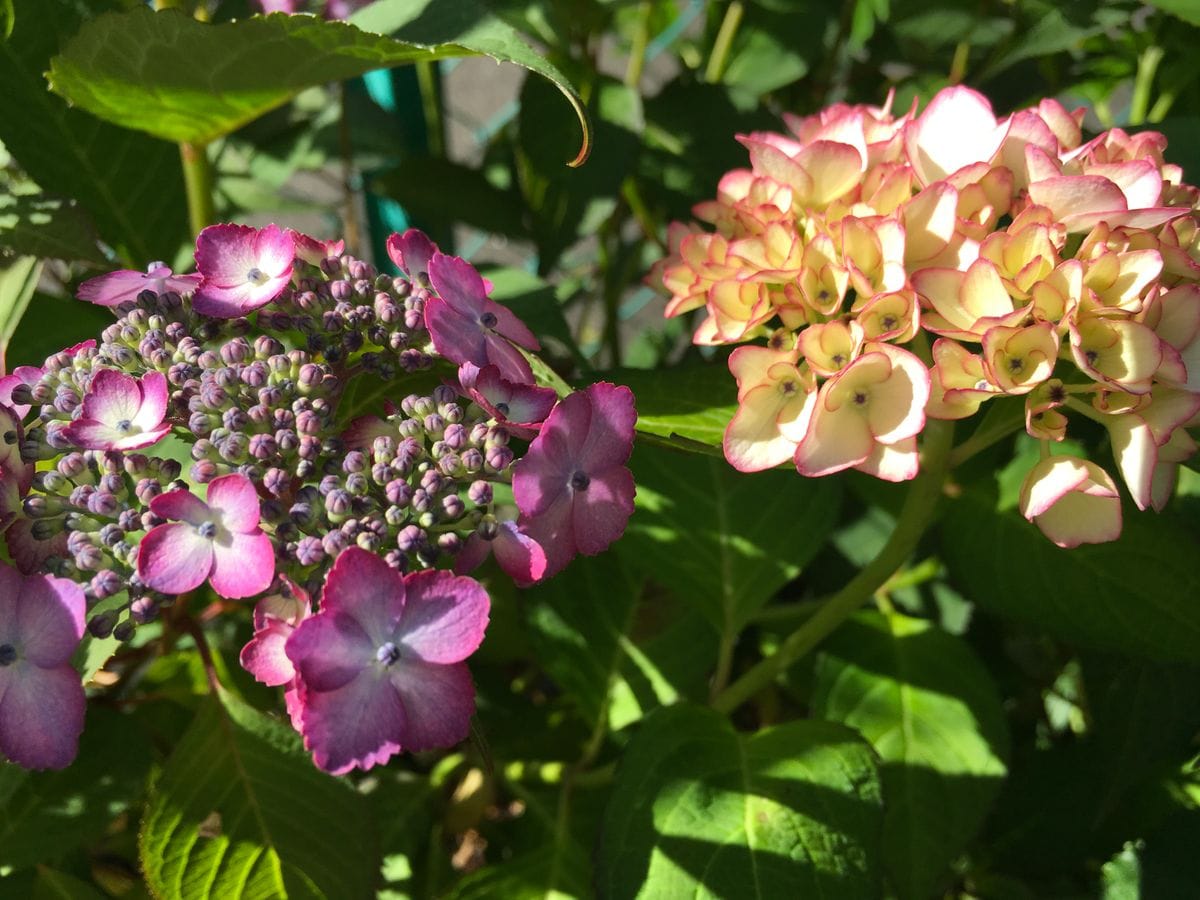 紫陽花も色付く五月