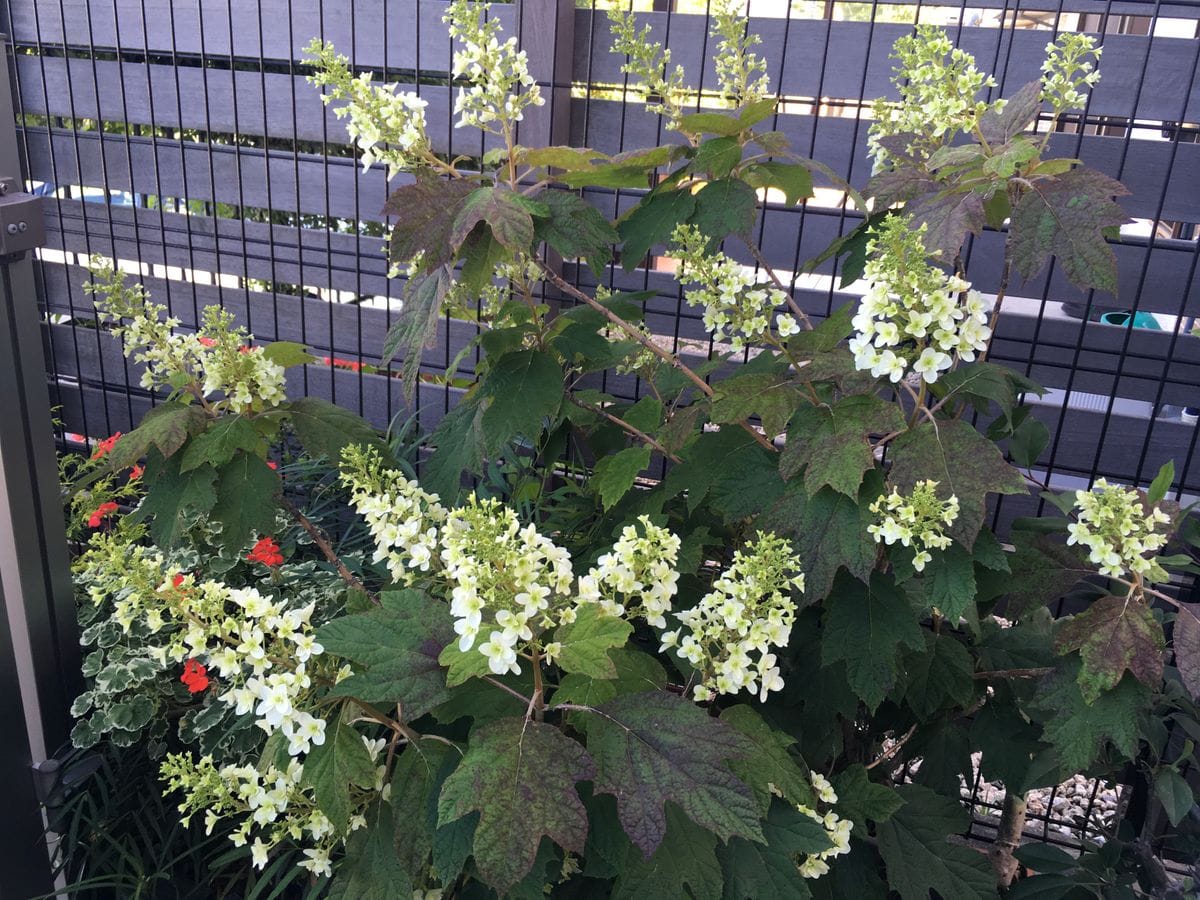 紫陽花も色付く五月