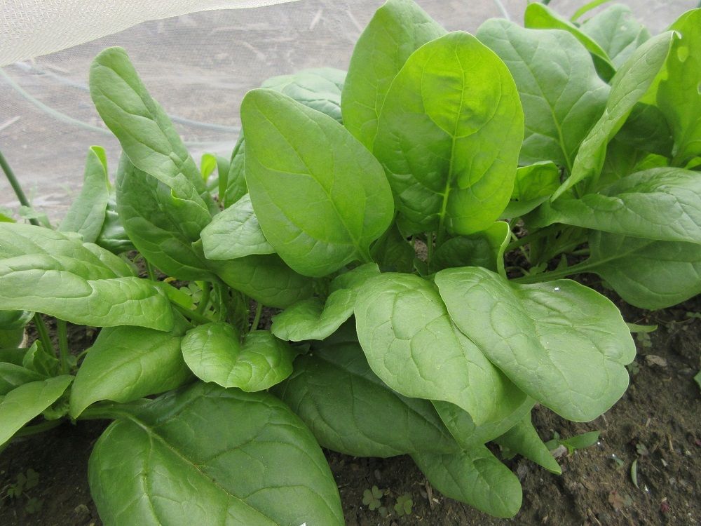 ２度目の収穫と夏野菜の植え付け終了かな